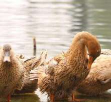 家禽孵化全攻略 從高清圖片看孵化過(guò)程與技巧