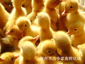 優(yōu)質(zhì)櫻桃谷鴨苗批發(fā)，專業(yè)養(yǎng)殖供應(yīng)商，質(zhì)量保證