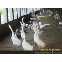 專(zhuān)業(yè)家禽孵化新標(biāo)桿 石家莊順鑫孵化廠優(yōu)質(zhì)鵝苗孵化全解析