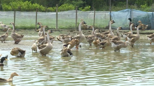廖小華 巧借家禽孵化技術(shù)，鋪就鄉(xiāng)村脫貧致富路