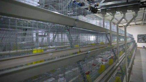 小雞蛋撬動(dòng)大產(chǎn)業(yè) 巴里坤縣家禽孵化養(yǎng)殖場(chǎng)的脫貧之路