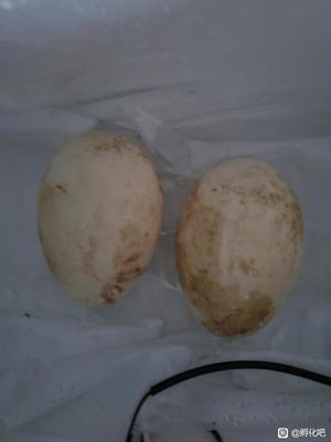 獅頭鵝蛋孵化全攻略 從選蛋到出雛的實(shí)用指南