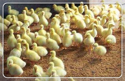 株洲市鵝雛批發(fā)首選 萬(wàn)家興肉鵝孵化廠，專(zhuān)業(yè)家禽孵化服務(wù)，助力養(yǎng)殖業(yè)發(fā)展