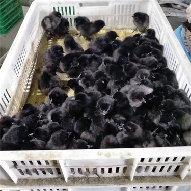 撫州雞苗批發(fā)市場